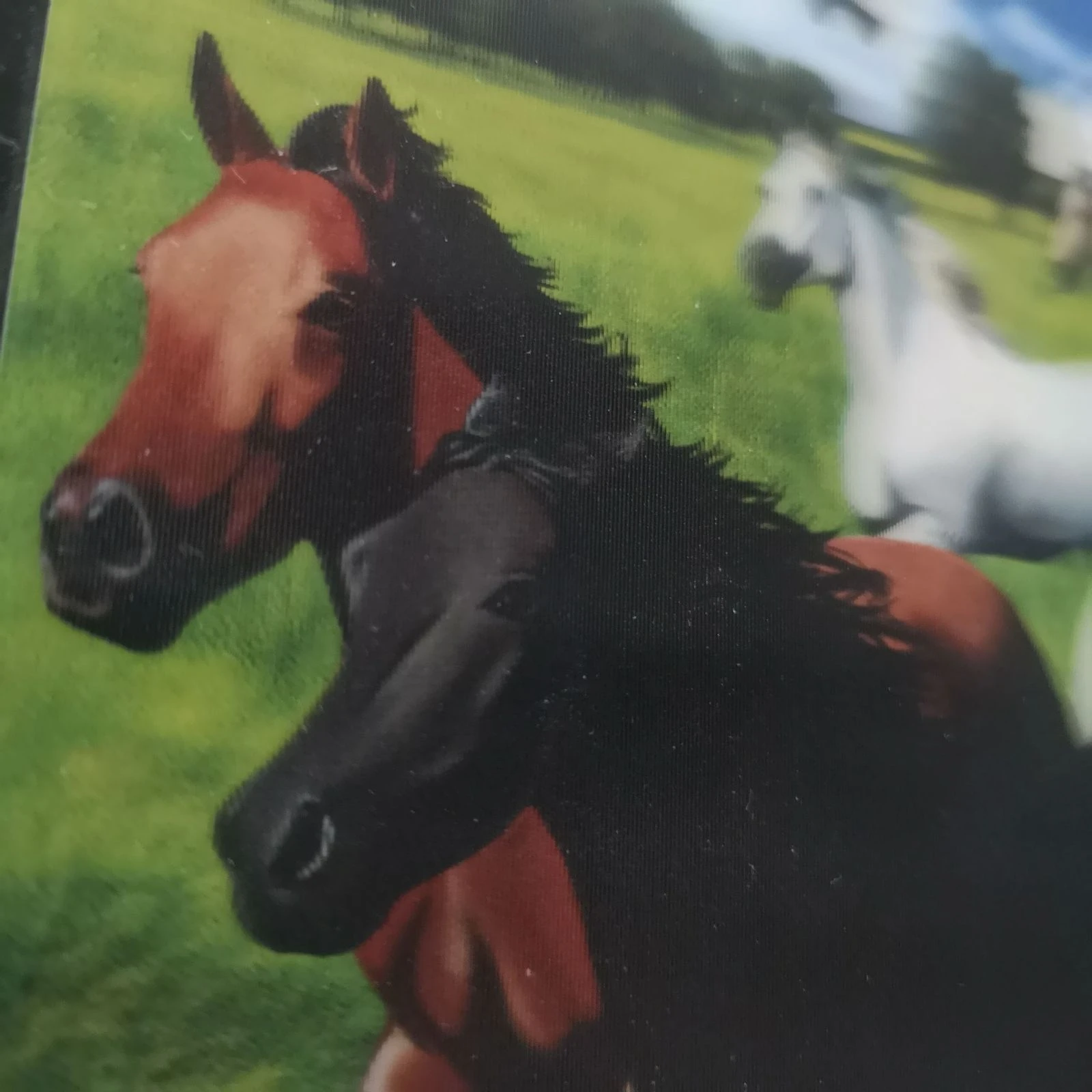 Puzzel 500 stukjes paarden – photo 4